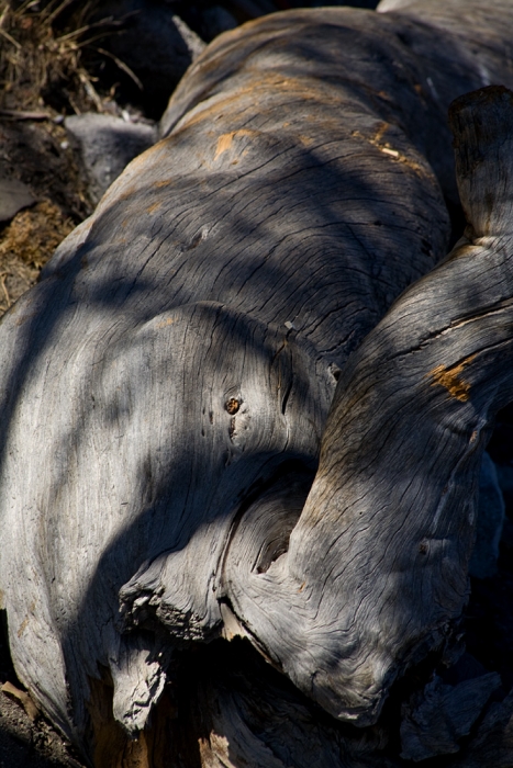 Tree Bodyscape