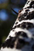 Aspen Trunk Detail