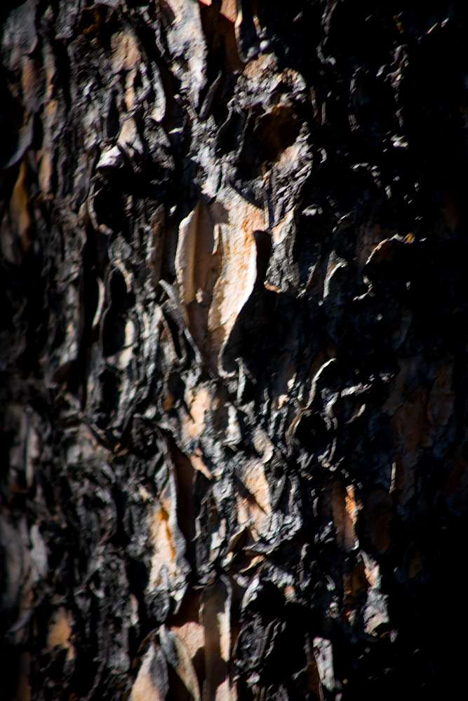 Bark Texture