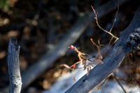 Branches and Berry IIIa