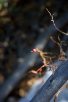 Branches and Berry IIIb