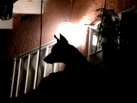 Black Dog on Pink Stucco