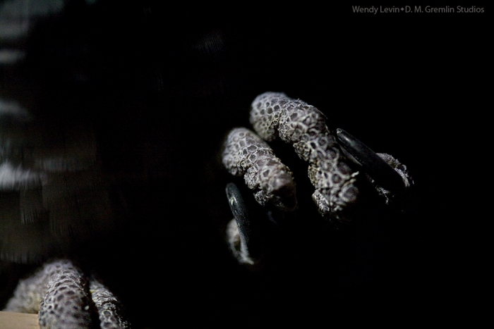 IMG_6974-noblackout-1000water.jpg