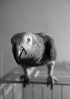 Henry with Water Drops, b/w