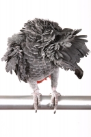 Featherball on Legs