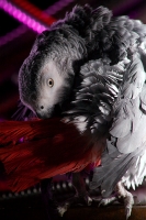 preen-closeup_2-web800.jpg